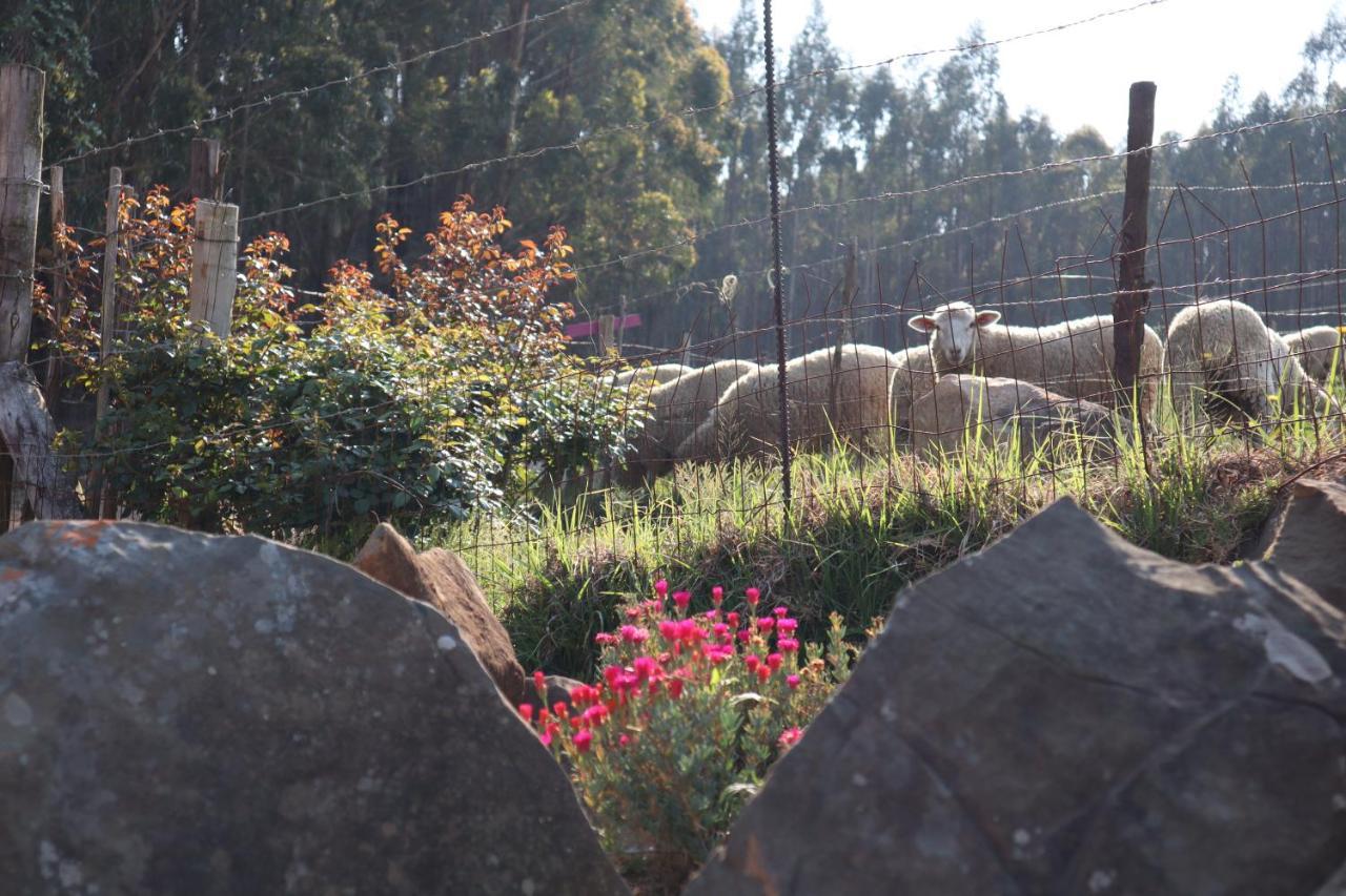 Rocks & Roses Farm Stay Lochiel Exteriér fotografie