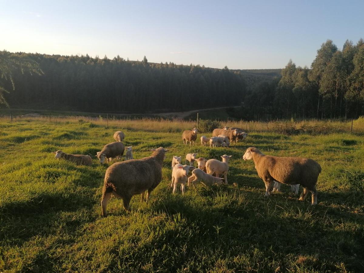 Rocks & Roses Farm Stay Lochiel Exteriér fotografie